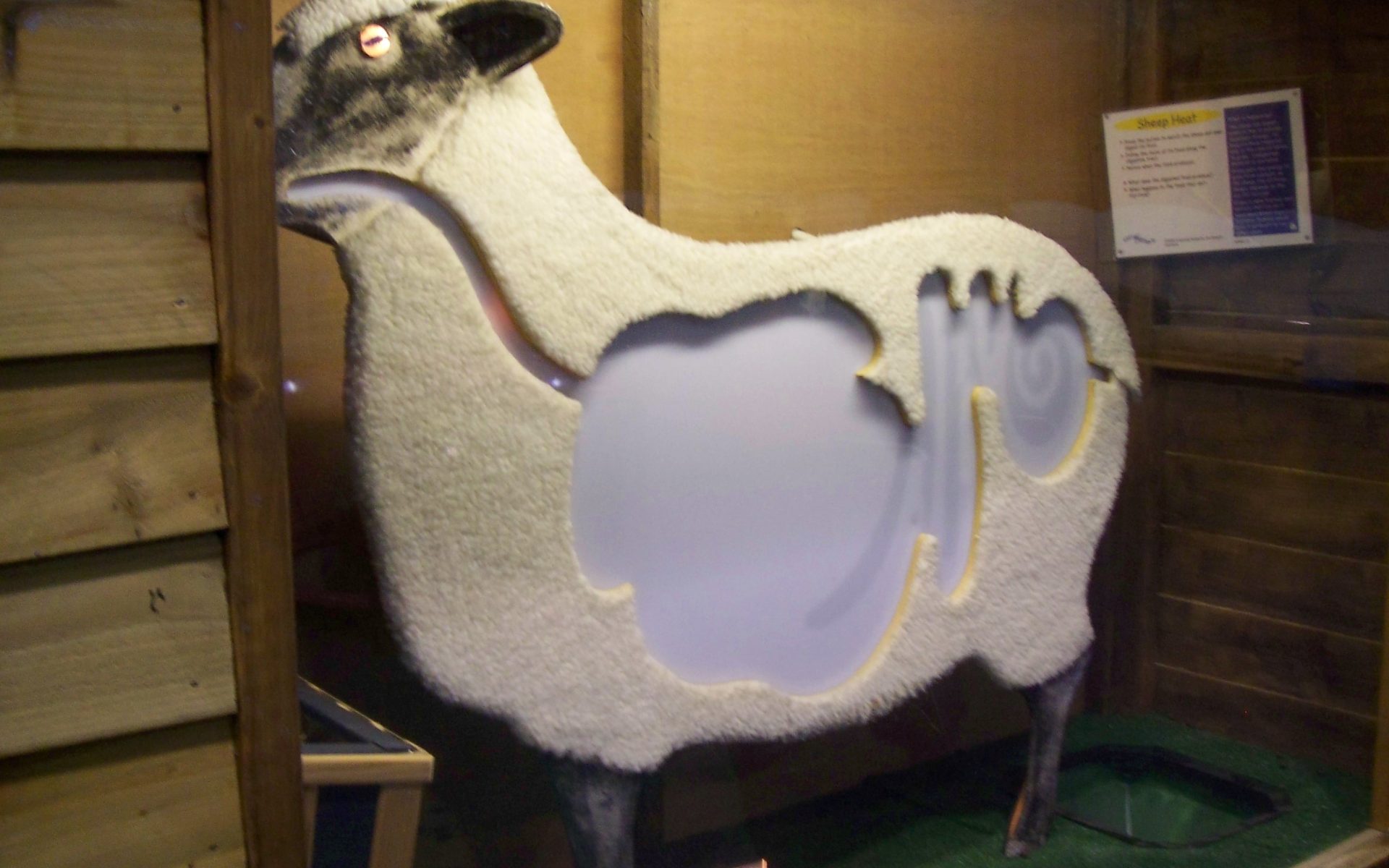 Sheep ( 2)